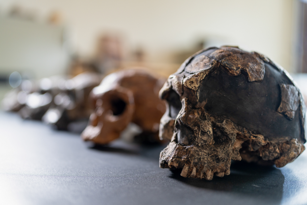 Herto 1 skull cast alongside other skull fossils.